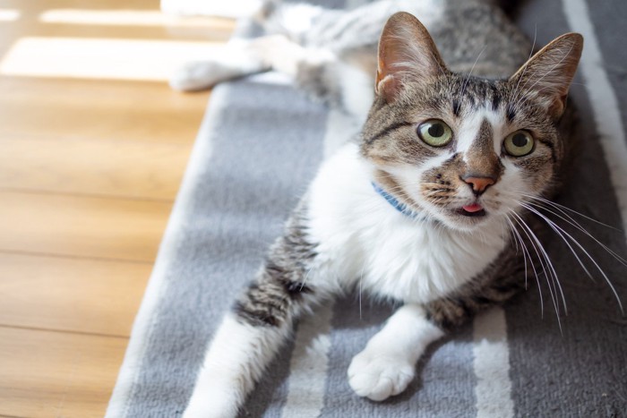 リビングルームの床の上でくつろぐ猫