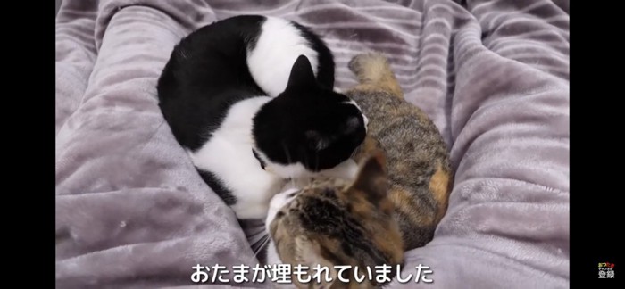 猫の上に乗っかる猫