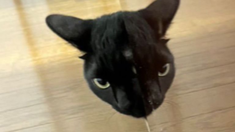 鏡に映る猫