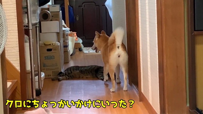 ちょっかいかけにいった？