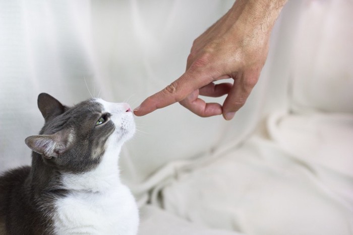 手の匂いを嗅ぐ猫