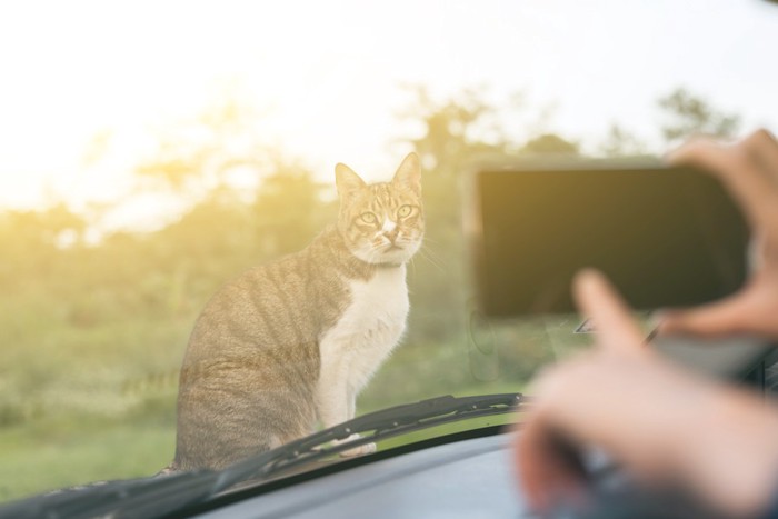 写真を撮られている猫