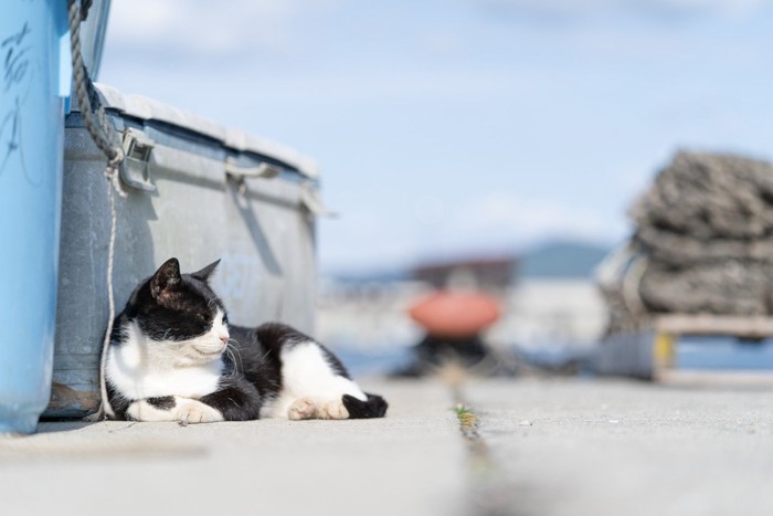 田代島の猫