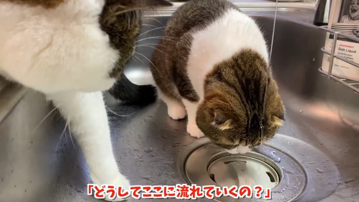 頭に水がかかる猫