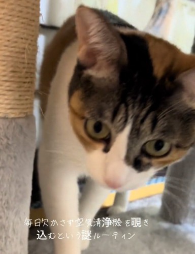 報告しに来る猫