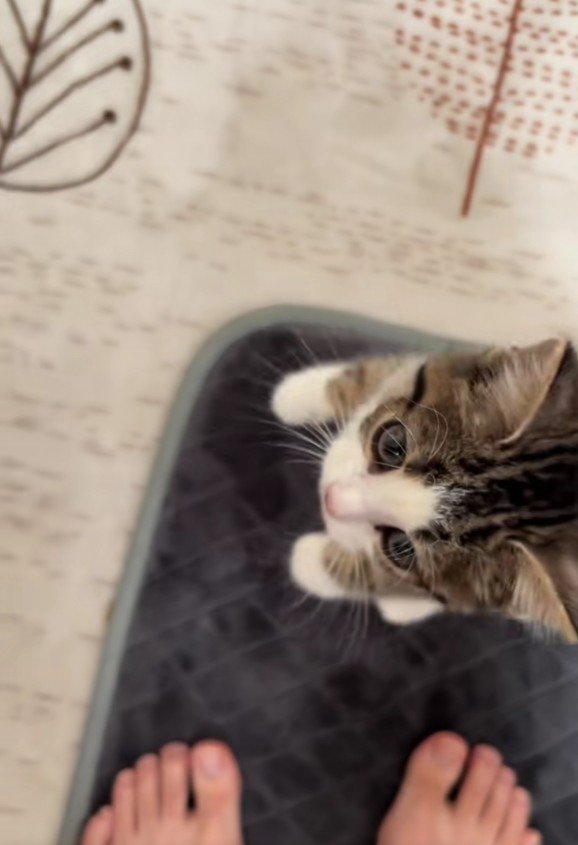 足元にいる子猫