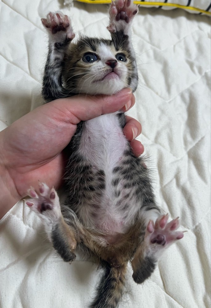 バンザイする子猫