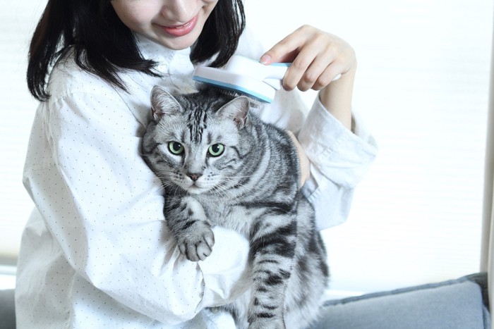 猫をブラッシングする人