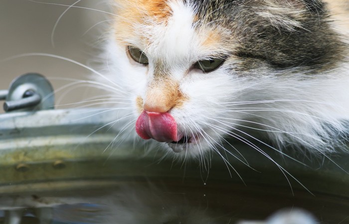 水を飲む長毛の三毛