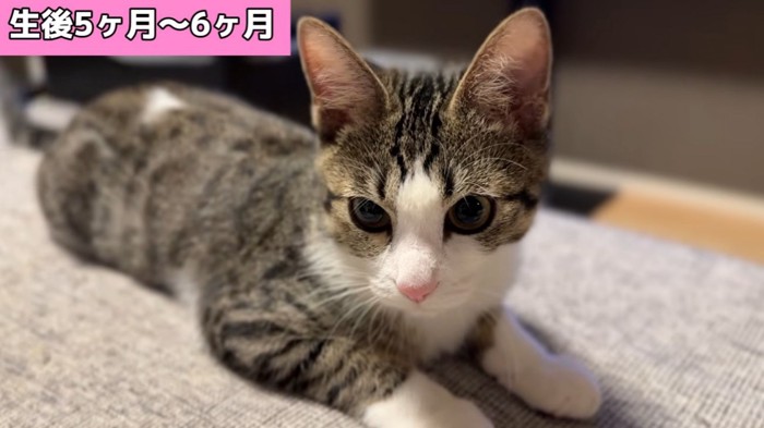 ふせている子猫