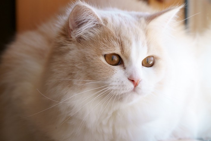 窓の外を眺めるラガマフィン