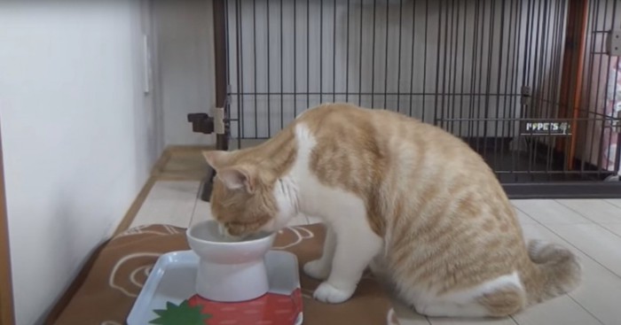 ケージの前に置いてあるミルクを飲む猫