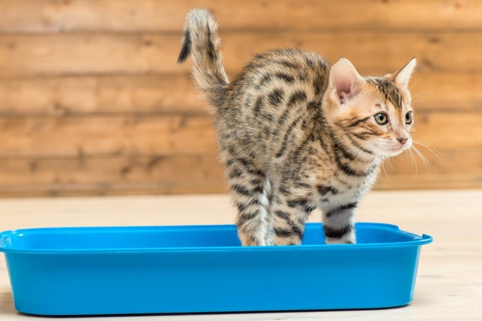 トイレの中の猫