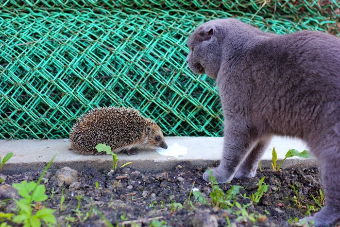 ハリネズミを威嚇する猫