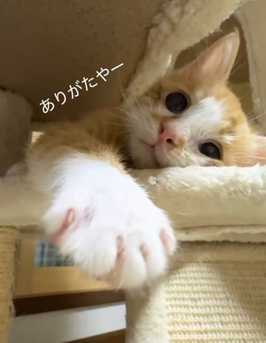 キャットタワーで寝転ぶ子猫