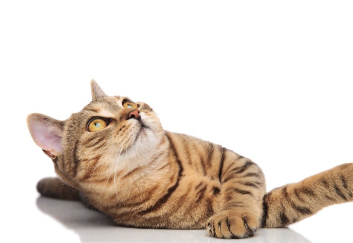 驚いた表情の猫