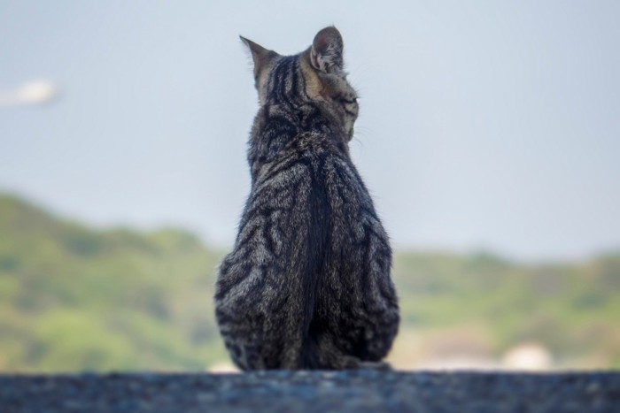 景色を眺める猫