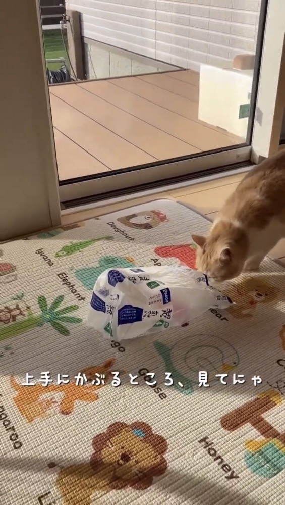 袋を確かめる猫%％袋に興味津々ながんもくん