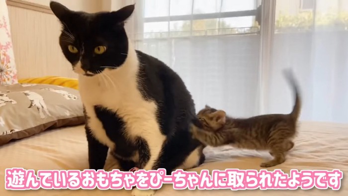 白黒猫に噛みつく子猫