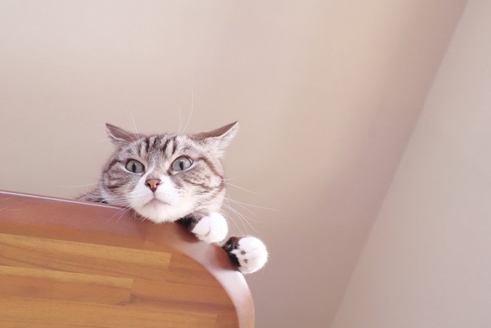 イカ耳になる猫