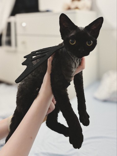 背中に羽のおもちゃをつけた猫