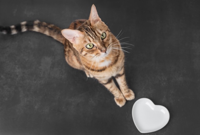 空の食器の前でフードを待っている猫