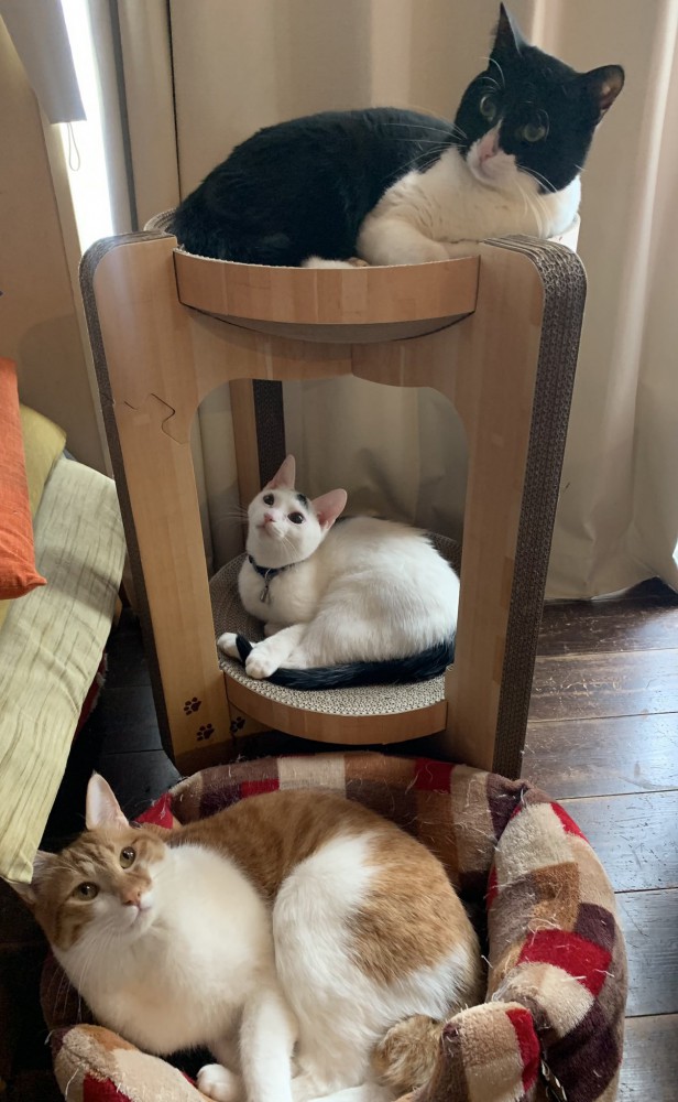 キャットタワーでくつろぐ黒白ハチワレ猫＆白ハチワレ猫とベッドでくつろぐ茶白猫