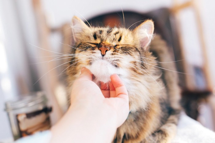 顎を撫でられて喜ぶ猫