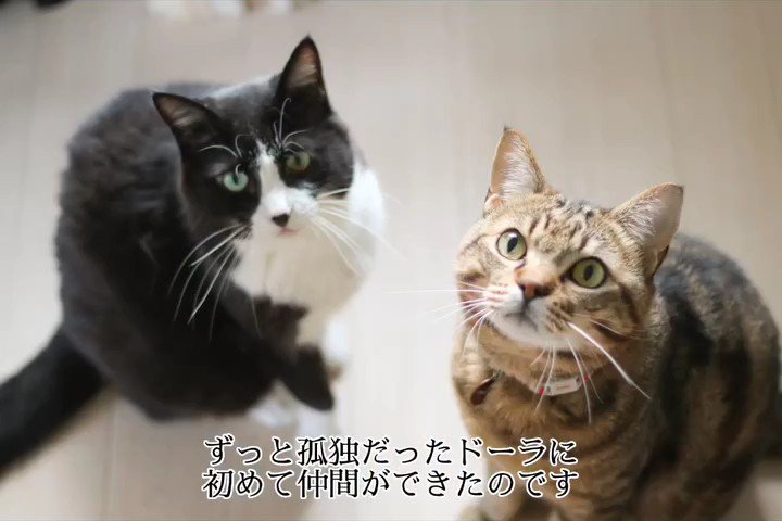 座っている2匹の猫