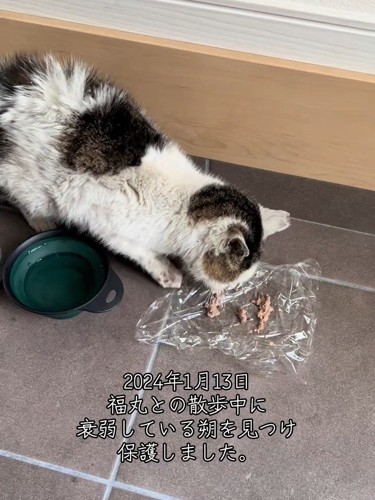 ラップの上のごはんを食べる猫