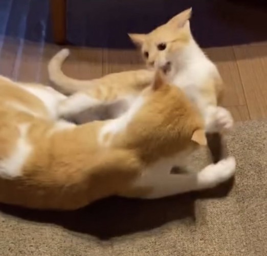 猫パンチしようとする子猫の写真
