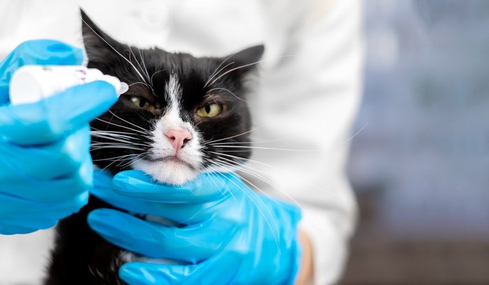 獣医に目薬を差される猫