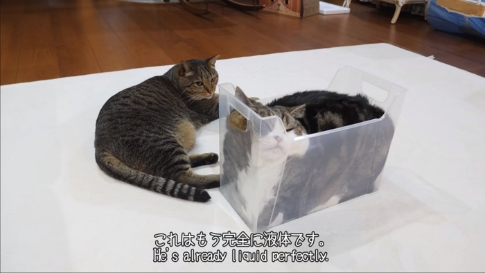 ほかの猫もいる