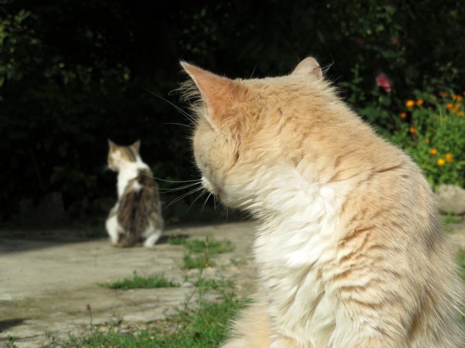 他の猫を見る猫