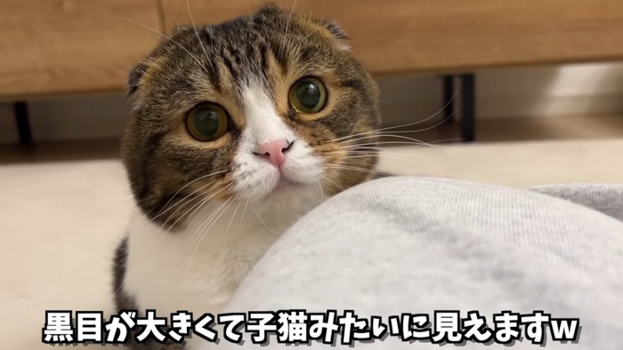 猫の顔