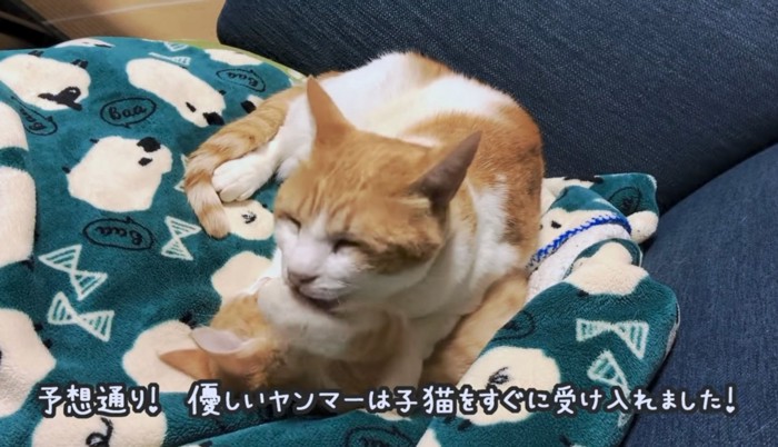 子猫のお世話を始めるヤンマーくん