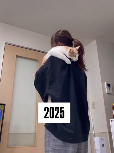 抱っこされ寝ている猫