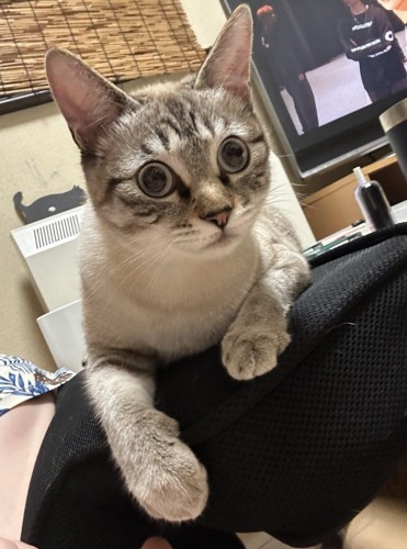 クッションに座るキジ模様の猫