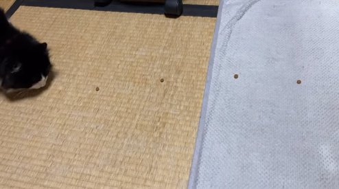 床に置かれたフードを食べている画面左端にいる猫
