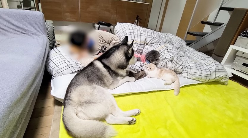 飼い主のそばで寝る子猫と犬