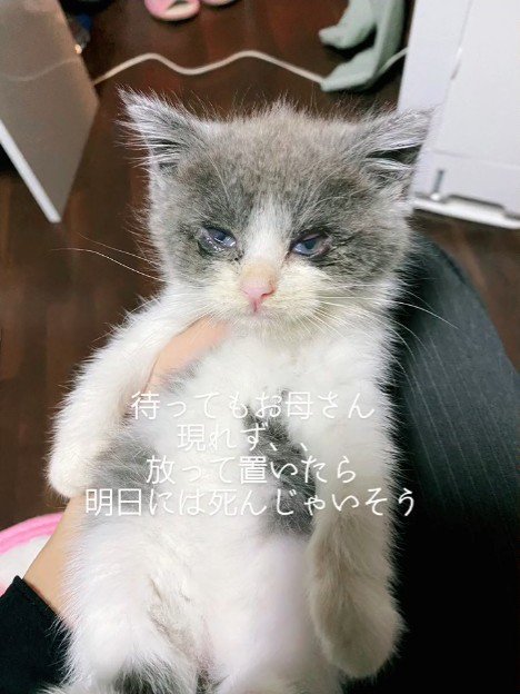 仰向けの子猫