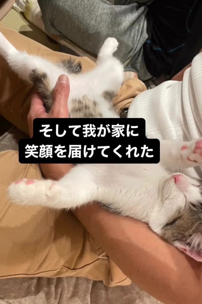 抱っこされ寝ている子猫