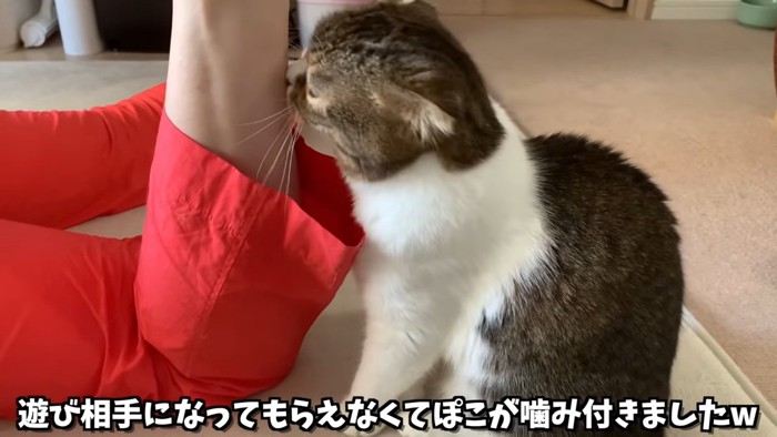 人の足に顔を近づける猫