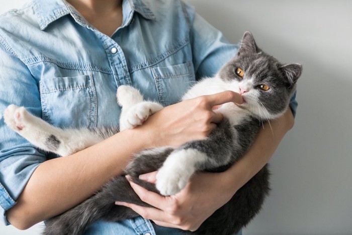 飼い主に抱っこされて指を口に入れる猫