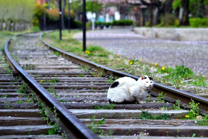 線路と猫