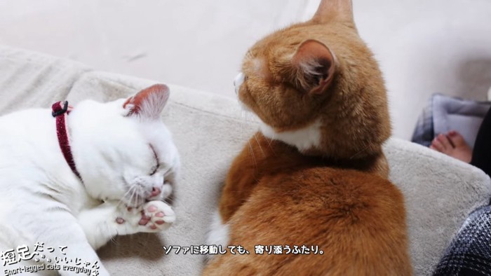 ソファで並ぶ2匹の猫