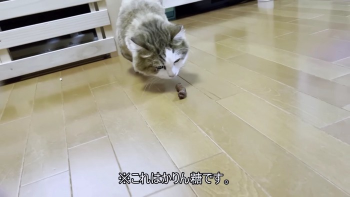 かりんとうを嗅ぐ長毛猫