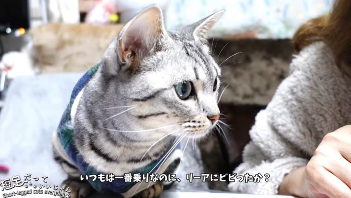 縞模様の猫