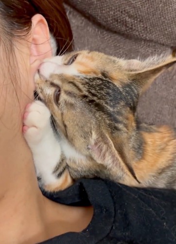 眠そうに耳を吸う猫