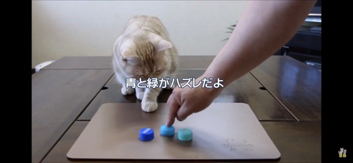 キャップを見つめる猫